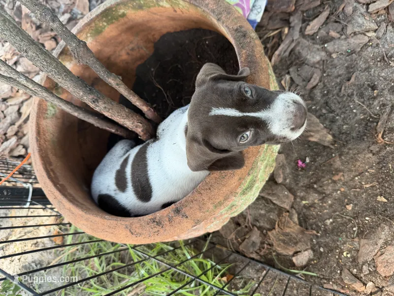 Trigger  – German Shorthaired Pointer puppy for sale in Trenton, FL