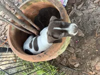 Trigger , a male German Shorthaired Pointer for sale in Trenton, FL – 1 of 7