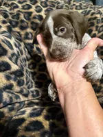 Sunny, a female German Shorthaired Pointer for sale in Trenton, FL – 7 of 8