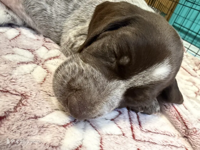 Luna – German Shorthaired Pointer puppy on hold in Trenton, FL