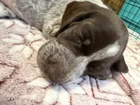 Luna, a female German Shorthaired Pointer for sale in Trenton, FL – 2 of 10