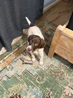  G Loomis, a male German Shorthaired Pointer for sale in Trenton, FL – 7 of 9