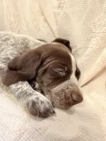 Luna, a female German Shorthaired Pointer for sale in Trenton, FL – 3 of 10