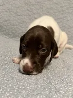 Loomis, a male German Shorthaired Pointer for sale in Trenton, FL – 5 of 8