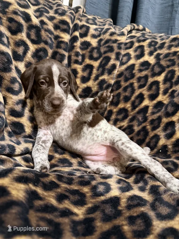Sunny – German Shorthaired Pointer puppy for sale in Trenton, FL