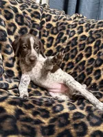 Sunny, a female German Shorthaired Pointer for sale in Trenton, FL – 1 of 8