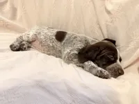 Luna, a female German Shorthaired Pointer for sale in Trenton, FL – 5 of 10