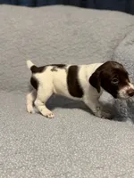 Mahi , a male German Shorthaired Pointer for sale in Trenton, FL – 2 of 10