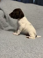 Loomis, a male German Shorthaired Pointer for sale in Trenton, FL – 2 of 8