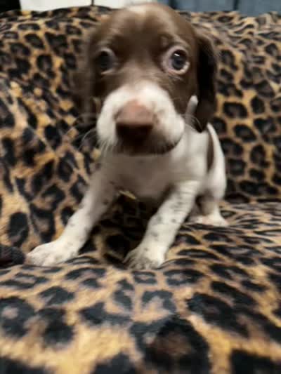 Mahi , a male German Shorthaired Pointer for sale in Trenton, FL – 8 of 10