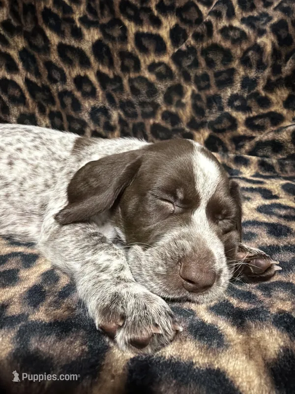Maverick – German Shorthaired Pointer puppy for sale in Trenton, FL