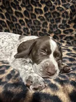 Maverick, a male German Shorthaired Pointer for sale in Trenton, FL – 1 of 10
