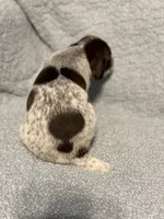 Maverick, a male German Shorthaired Pointer for sale in Trenton, FL – 8 of 10