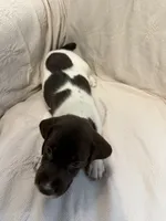 Fisher, a male German Shorthaired Pointer for sale in Trenton, FL – 7 of 9