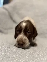 Maverick, a male German Shorthaired Pointer for sale in Trenton, FL – 5 of 10