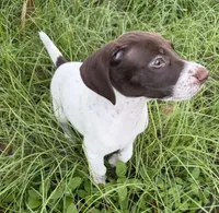  G Loomis, a male German Shorthaired Pointer for sale in Trenton, FL – 4 of 9