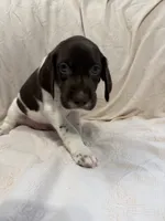 Fisher, a male German Shorthaired Pointer for sale in Trenton, FL – 4 of 9