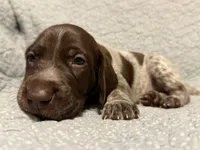 Trigger, a male German Shorthaired Pointer for sale in Trenton, FL – 6 of 7