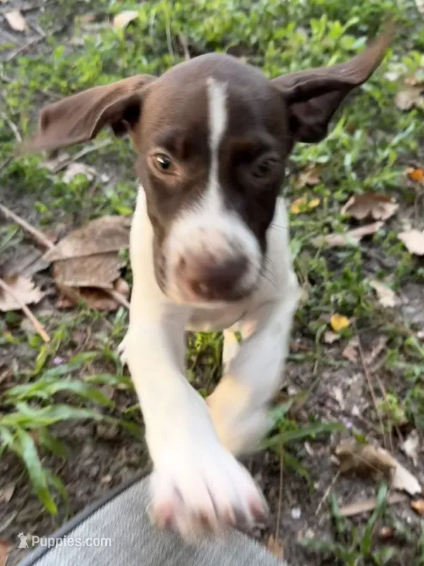 Trigger  – German Shorthaired Pointer puppy for sale in Trenton, FL