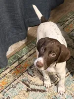  G Loomis, a male German Shorthaired Pointer for sale in Trenton, FL – 9 of 9