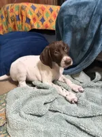  G Loomis, a male German Shorthaired Pointer for sale in Trenton, FL – 6 of 9