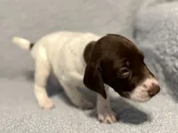 Loomis, a male German Shorthaired Pointer for sale in Trenton, FL – 8 of 8