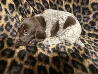 Shimano, a male German Shorthaired Pointer for sale in Trenton, FL – 3 of 4