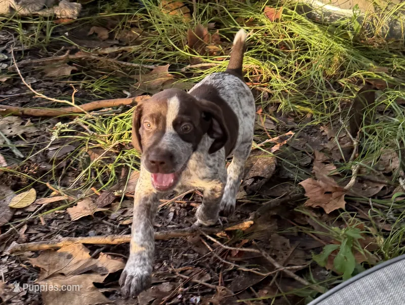 Sunny – German Shorthaired Pointer puppy for sale in Trenton, FL