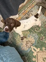  G Loomis, a male German Shorthaired Pointer for sale in Trenton, FL – 2 of 9