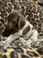 Shimano, a male German Shorthaired Pointer for sale in Trenton, FL – 2 of 4