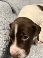 Trigger , a male German Shorthaired Pointer for sale in Trenton, FL – 4 of 7