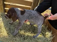 Huckleberry Finn, a male German Shorthaired Pointer for sale in Trenton, FL – Photo 1 of 8