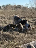 Huckleberry Finn, a male German Shorthaired Pointer for sale in Trenton, FL – Photo 3 of 8