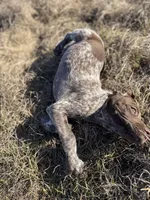 Huckleberry Finn, a male German Shorthaired Pointer for sale in Trenton, FL – Photo 6 of 8