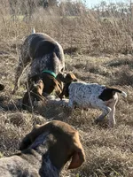 Huckleberry Finn, a male German Shorthaired Pointer for sale in Trenton, FL – Photo 2 of 8