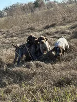 Huckleberry Finn, a male German Shorthaired Pointer for sale in Trenton, FL – Photo 4 of 8
