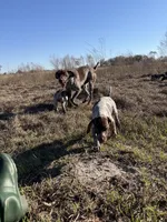 Huckleberry Finn, a male German Shorthaired Pointer for sale in Trenton, FL – Photo 7 of 8
