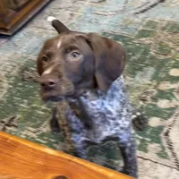 Birdie, a female German Shorthaired Pointer for sale in Trenton, FL – Photo 2 of 9