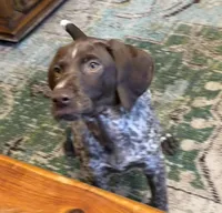 Dottie Girl, a female German Shorthaired Pointer for sale in Trenton, FL – Photo 5 of 8