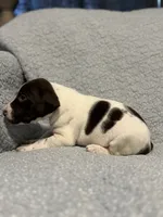 Trigger , a male German Shorthaired Pointer for sale in Trenton, FL – 6 of 7