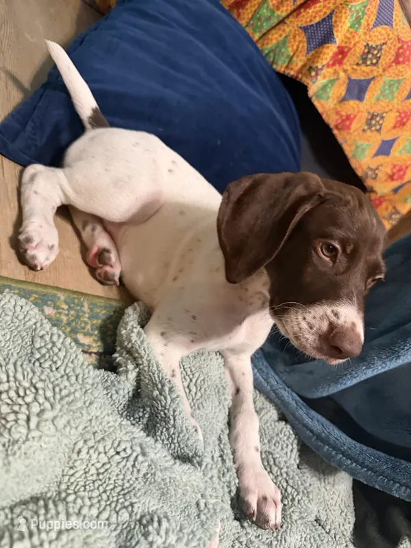  G Loomis – German Shorthaired Pointer puppy for sale in Trenton, FL