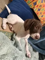  G Loomis, a male German Shorthaired Pointer for sale in Trenton, FL – 1 of 9