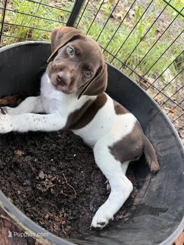 Fisher – German Shorthaired Pointer puppy for sale in Trenton, FL