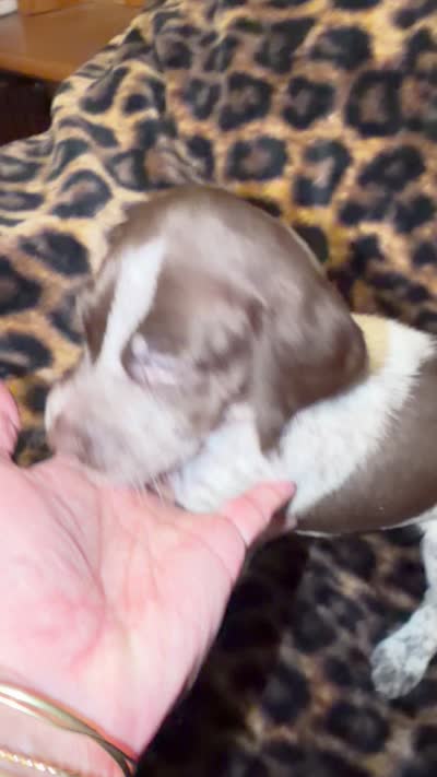 Sunny, a female German Shorthaired Pointer for sale in Trenton, FL – 8 of 8