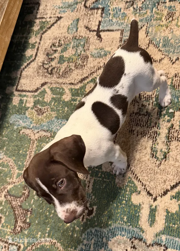 Trigger  – German Shorthaired Pointer puppy for sale in Trenton, FL