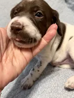 Mahi , a male German Shorthaired Pointer for sale in Trenton, FL – 3 of 10