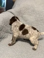 Maverick, a male German Shorthaired Pointer for sale in Trenton, FL – 7 of 10