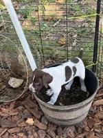 Trigger , a male German Shorthaired Pointer for sale in Trenton, FL – 3 of 7