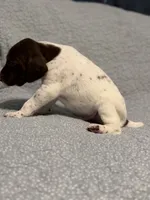 Loomis, a male German Shorthaired Pointer for sale in Trenton, FL – 6 of 8