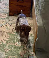 Finn, a male German Shorthaired Pointer for sale in Trenton, FL – Photo 3 of 5